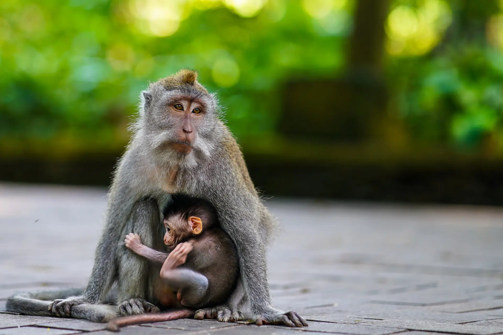 Monkey Bite in Bali: What to Do Immediately & When You Need a Rabies Vaccine